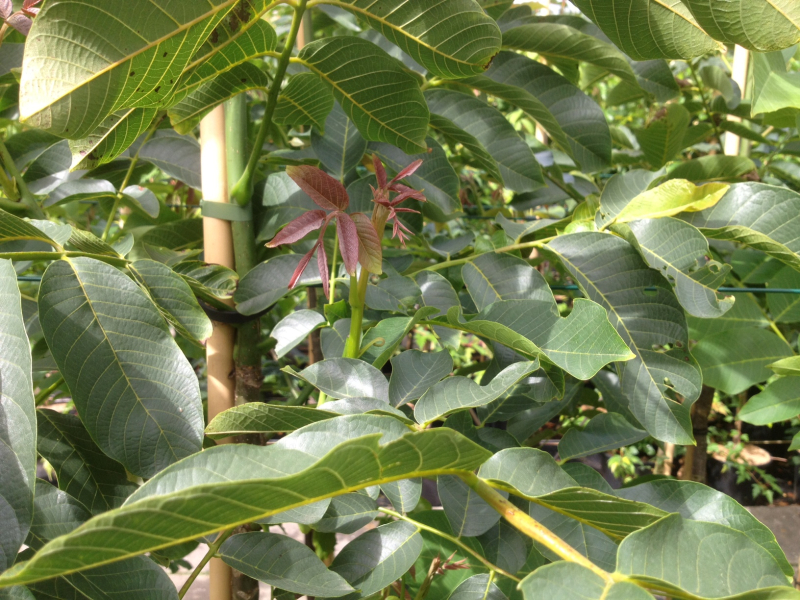 Valnød Juglans Regia Chandler 47l Potte 10-12 Cm