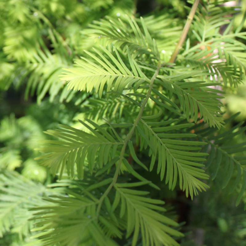Vandgran Metasequoia Glyptostroboides 200-250 Cm