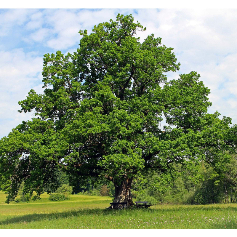 Vintereg Quercus Petraea 150-175 Cm