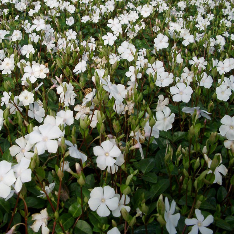 Vintergrøn Vinca Minor  Alba