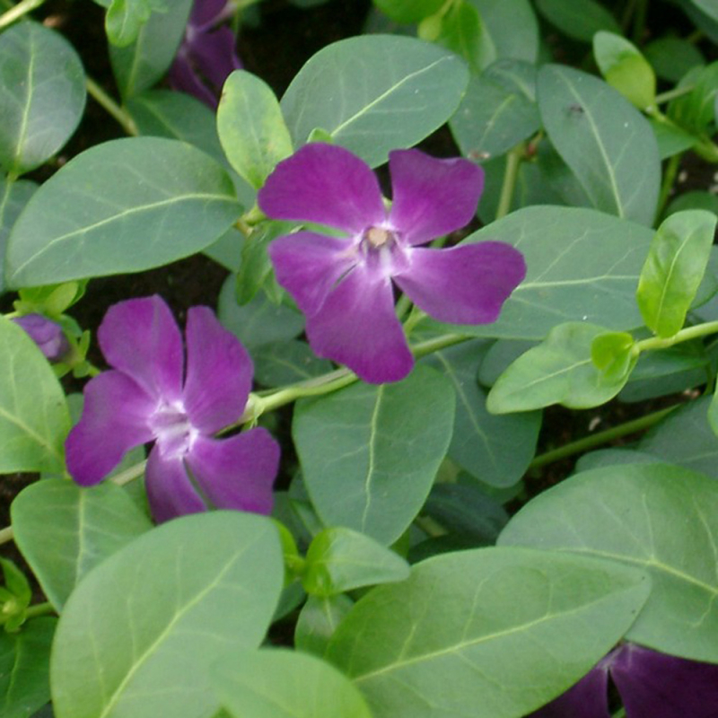 Vintergrøn Vinca Minor  Rubin