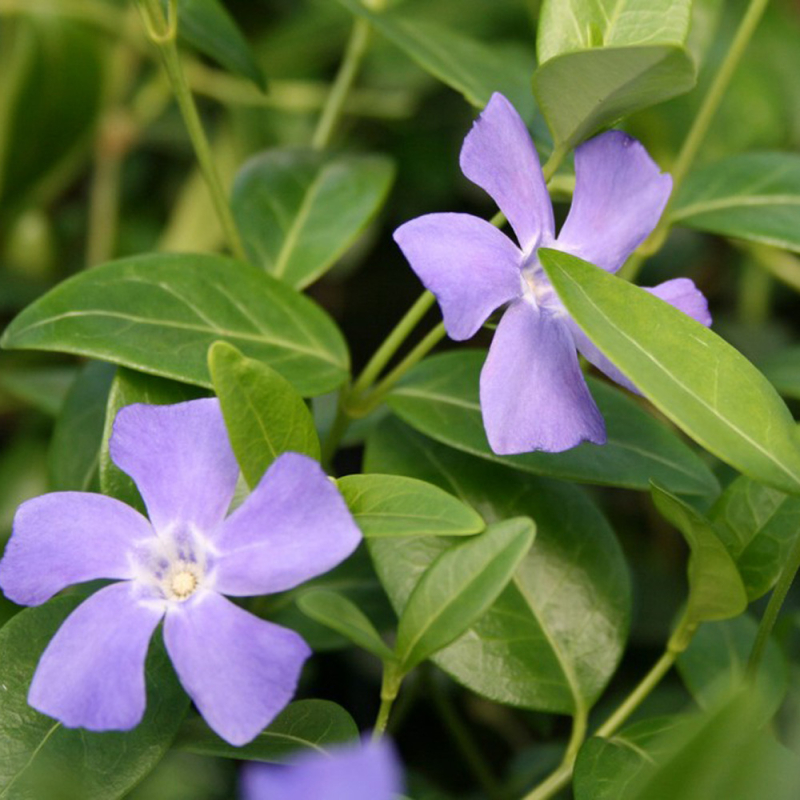 Vintergrøn Vinca Minor