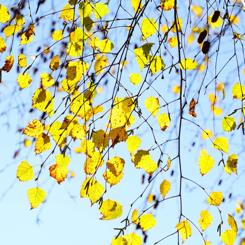Vortebirk Betula Pendula