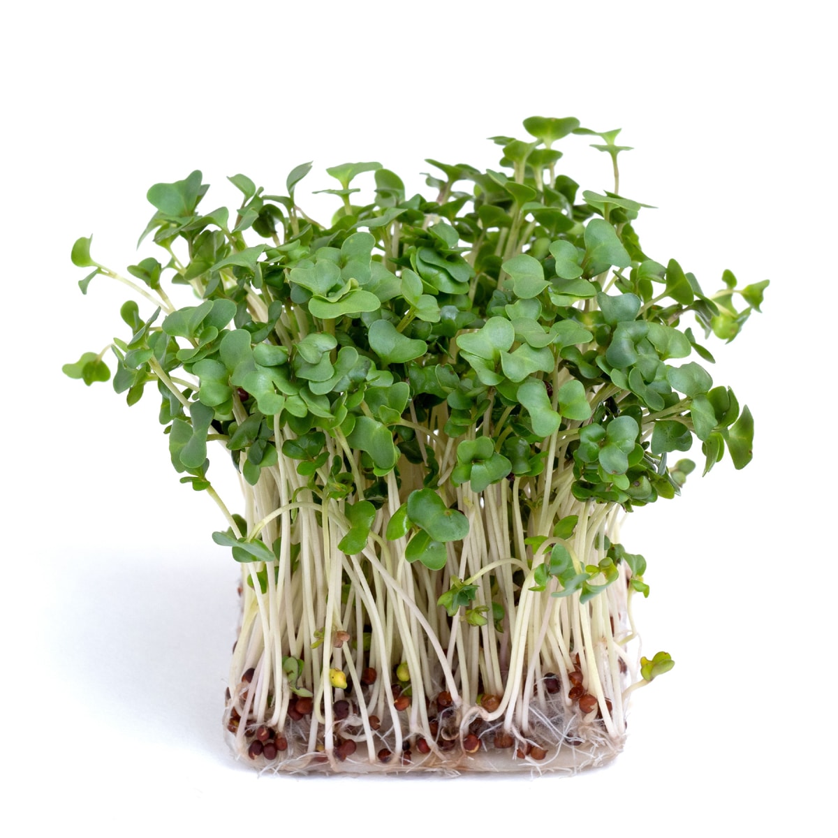 ægte Broccoli Calabrese Frø  Mg  100  økologiske