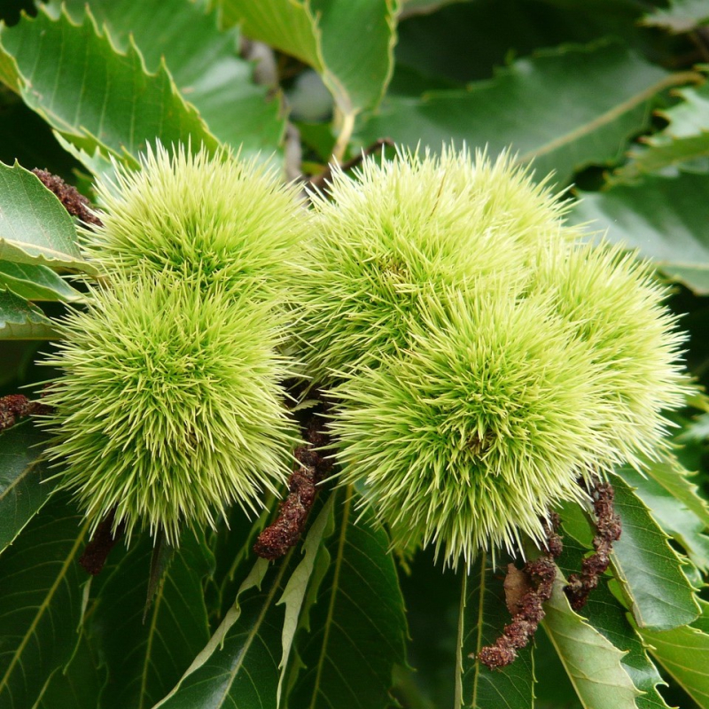 ægte Kastanie Castanea Sativa 175-200 Cm