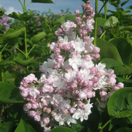ægte Syren Syringa Vulgaris  Beauty Of Moscow  60-80 Cm