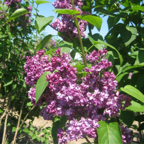 ægte Syren Syringa Vulgaris  Charles Joly  80-100 Cm