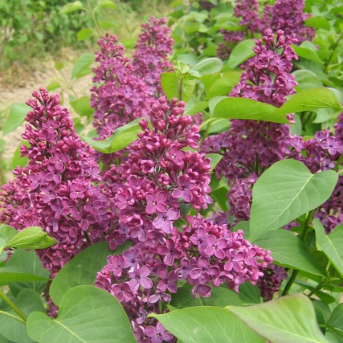 ægte Syren Syringa Vulgaris  Ludwig Späth  60-80 Cm