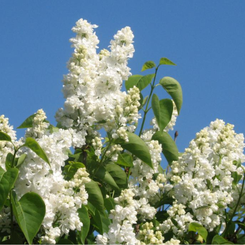 ægte Syren Syringa Vulgaris  Mme Lemoine  80-100 Cm