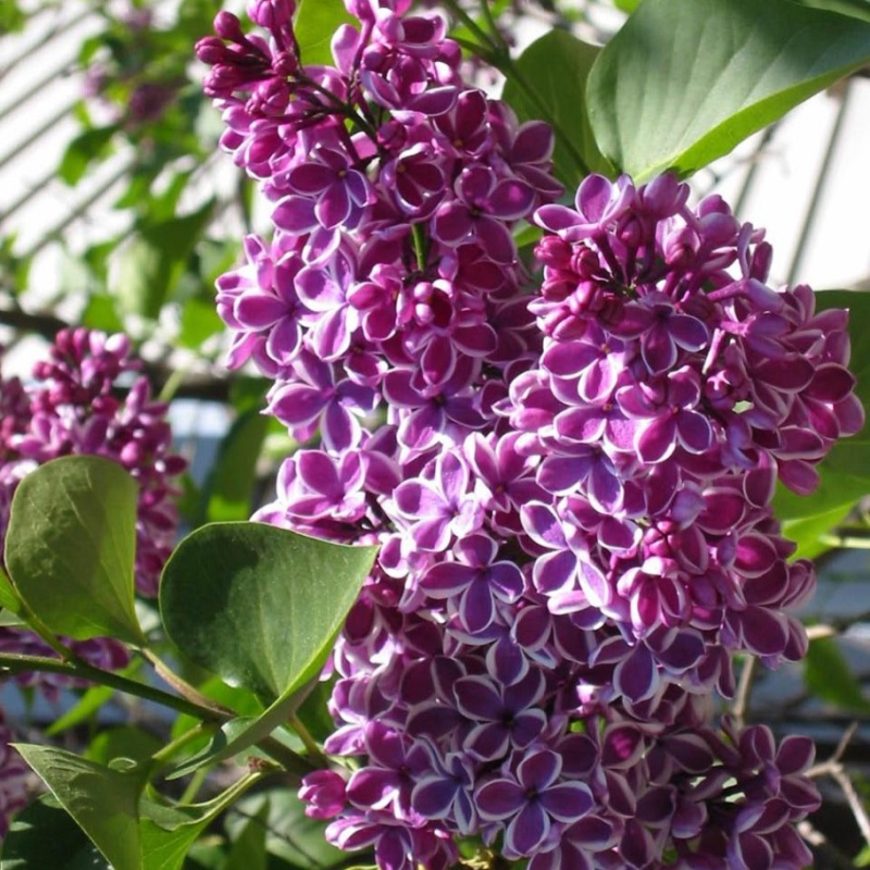 ægte Syren Syringa Vulgaris  Sensation  80-100 Cm