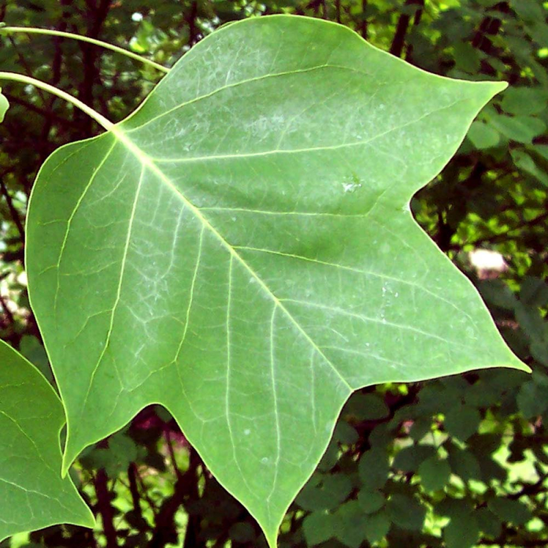 ægte Tulipantræ Liriodendron Tulipifera 200-250-cm