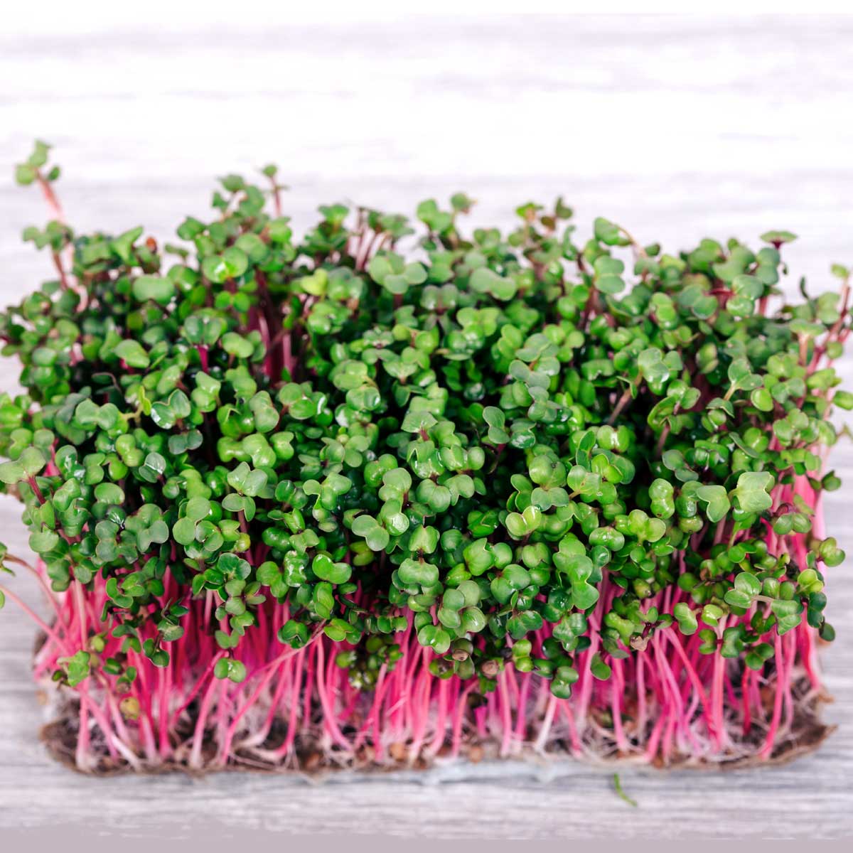 øko Rød Coral Radisefrø  Rød Stilk  China Rose