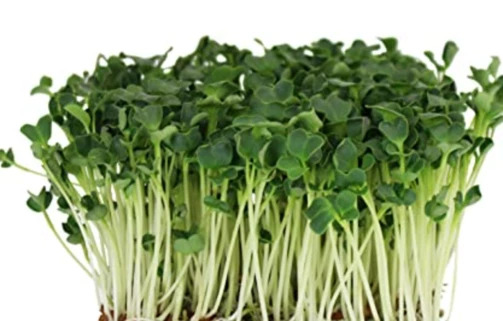 økologiske Grønne Daikon Radisefrø